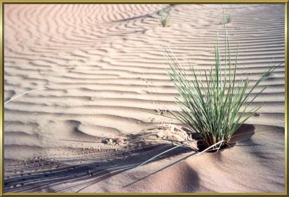 In der Wste "Ramlat al Wahiba" in Oman