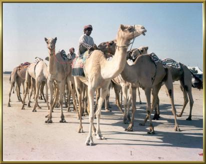 Die Super-Rennkamele von Dubai